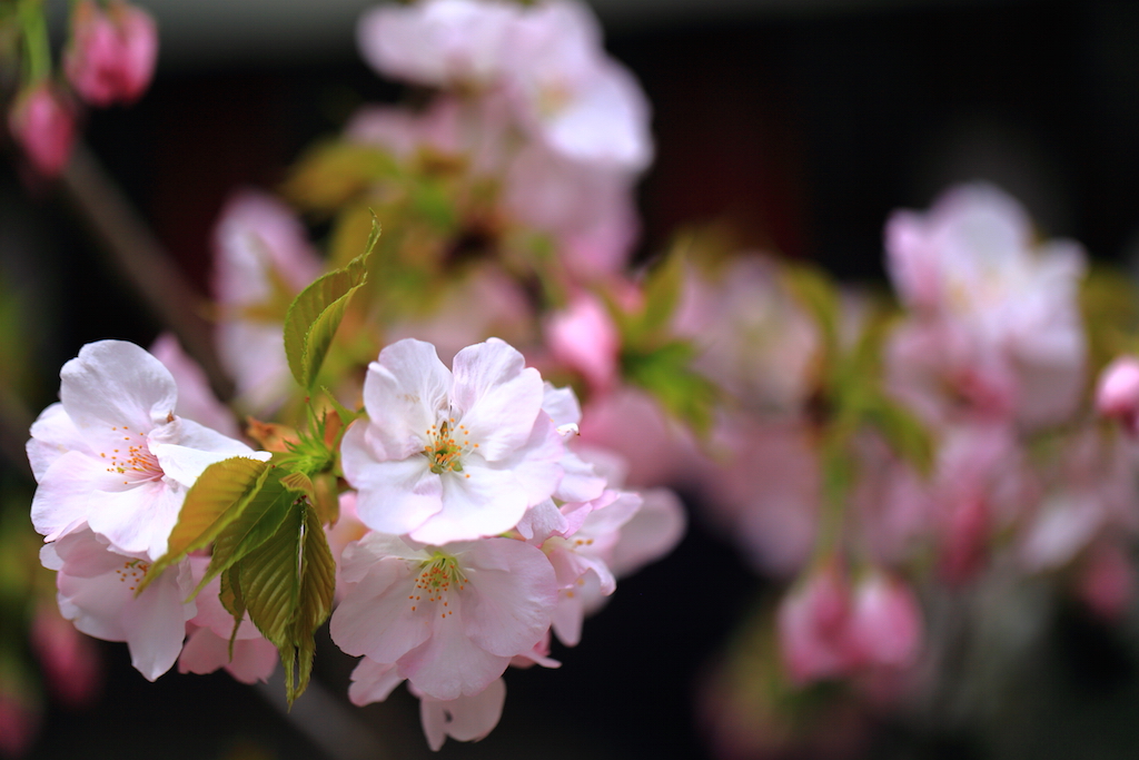 京都 平野神社の桜
