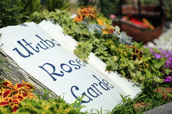 大阪 靭公園 バラ園