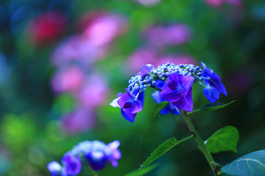 梅宮大社　あじさい