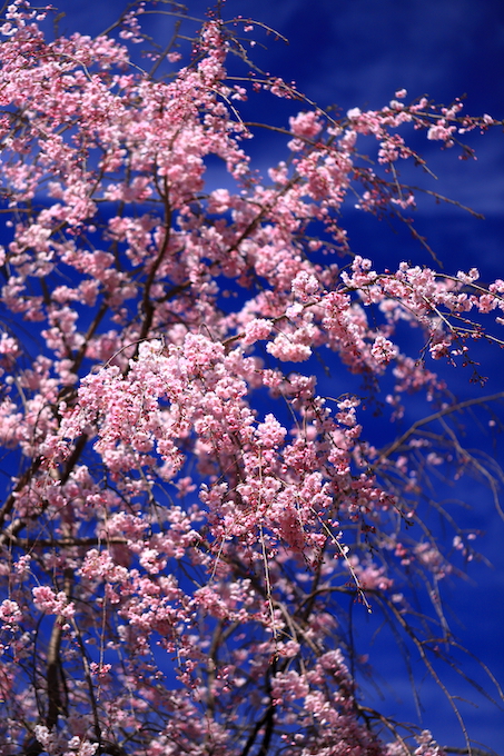 京都府立植物園