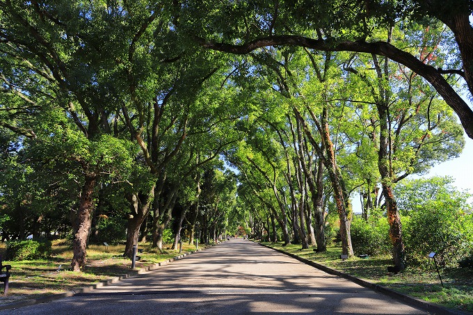 京都府立植物園　くすのき並木