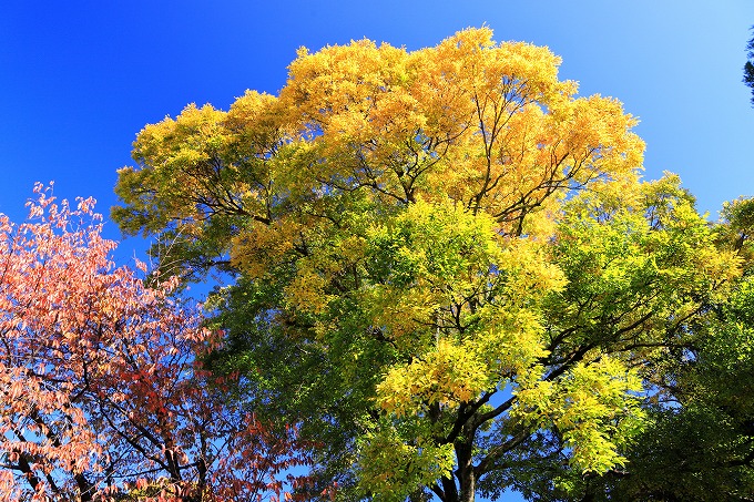 京都府立植物園　紅葉