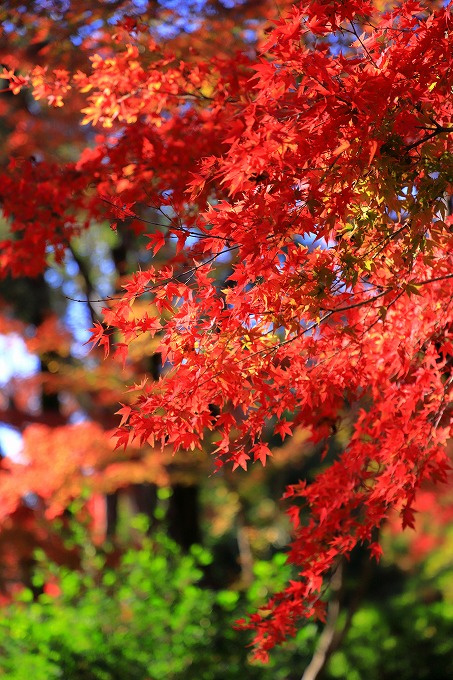 京都府立植物園　紅葉