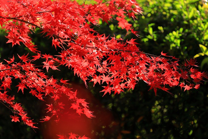 京都府立植物園　紅葉
