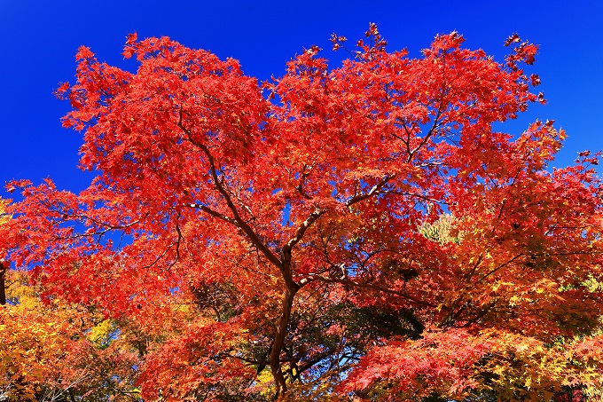 京都府立植物園　紅葉