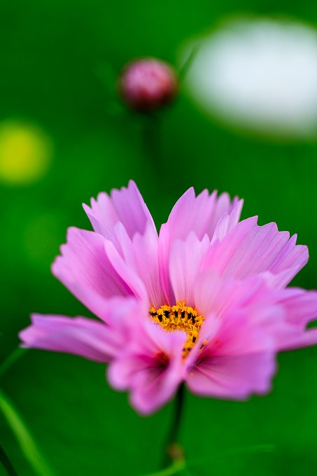 京都府立植物園