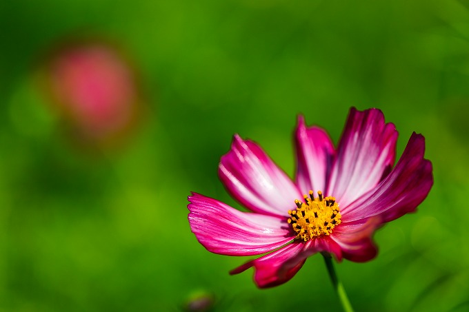 京都府立植物園