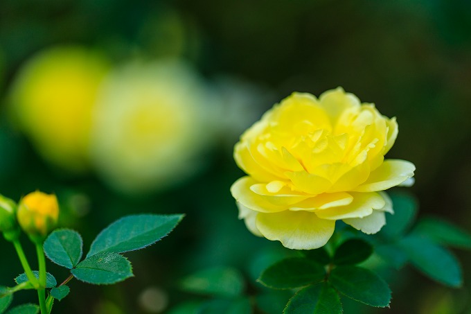 京都府立植物園