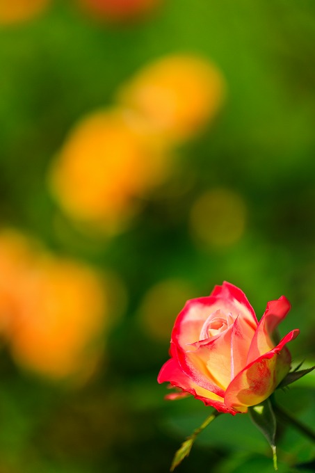 京都府立植物園