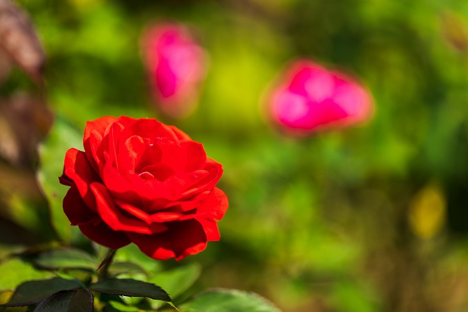 京都府立植物園