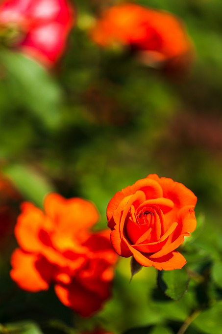 京都府立植物園