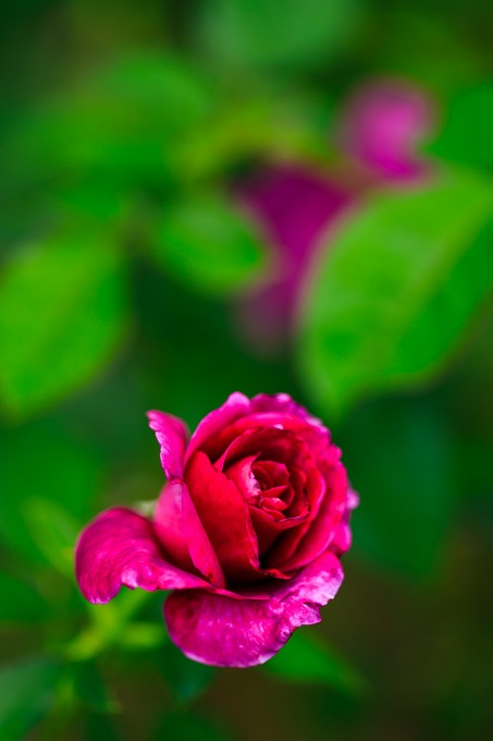 京都府立植物園
