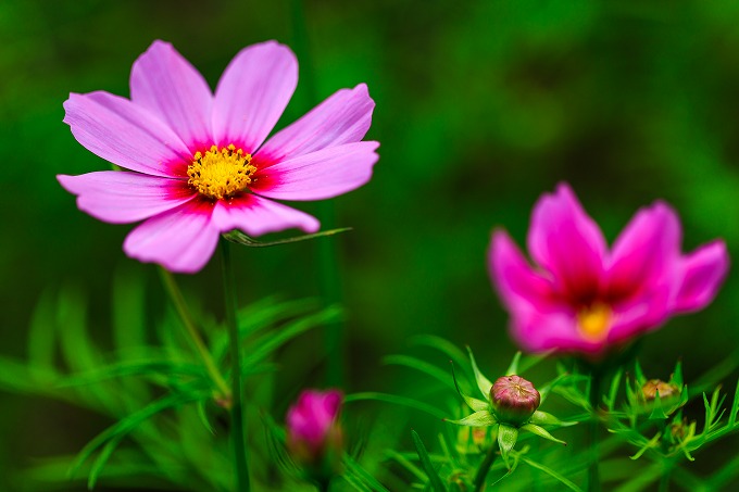 京都府立植物園
