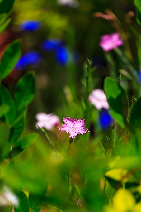 うめきたガーデン