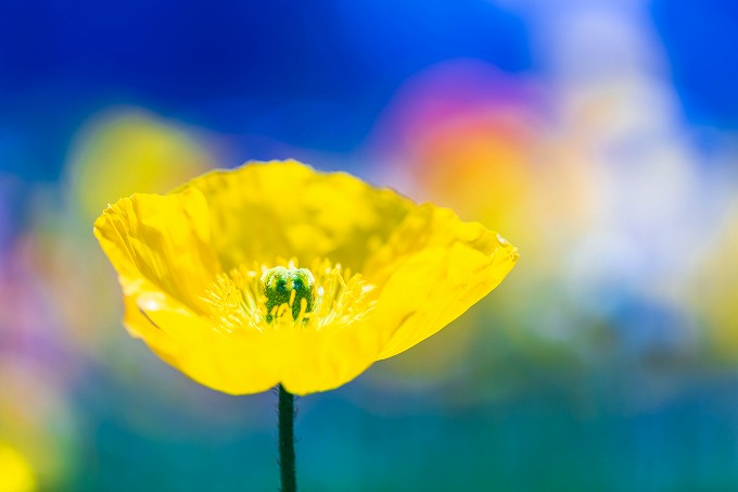 うめきたガーデン