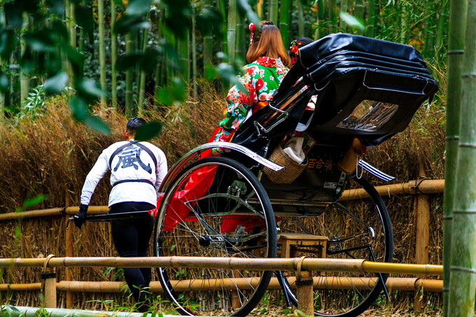 嵐山 竹林
