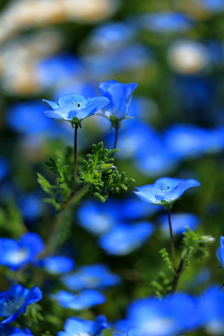 京都府立植物園