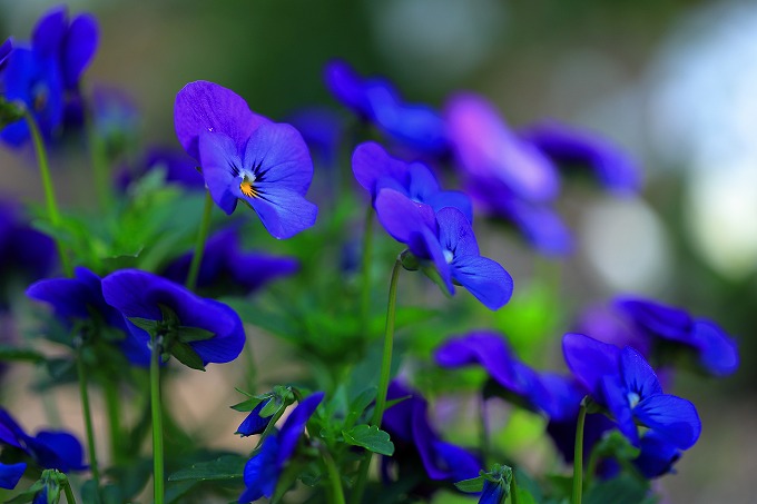 京都府立植物園