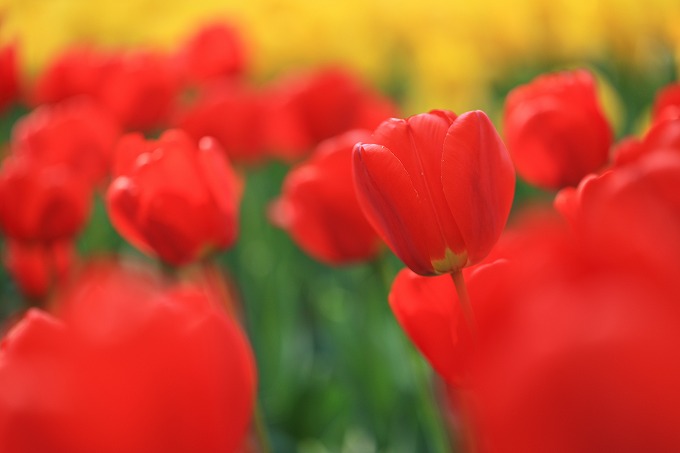 京都府立植物園