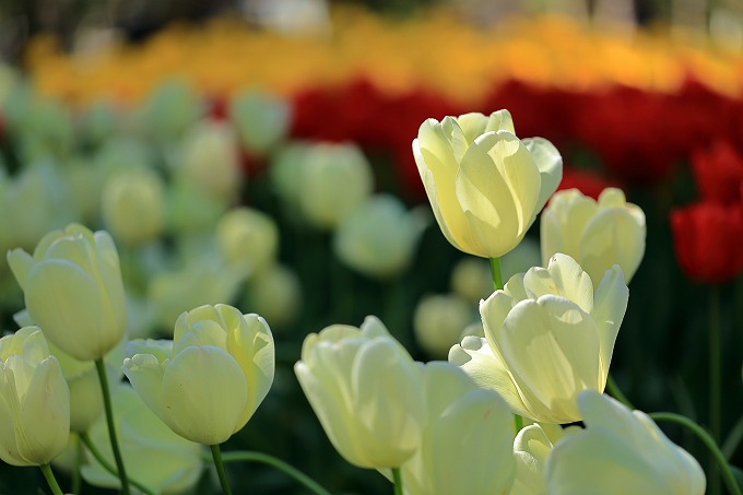 京都府立植物園