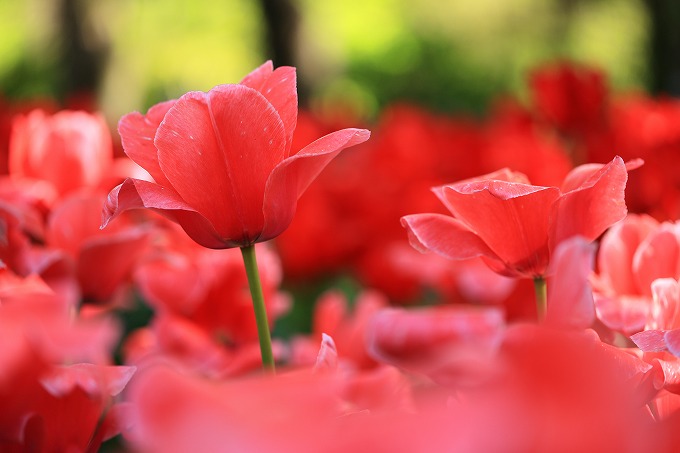京都府立植物園