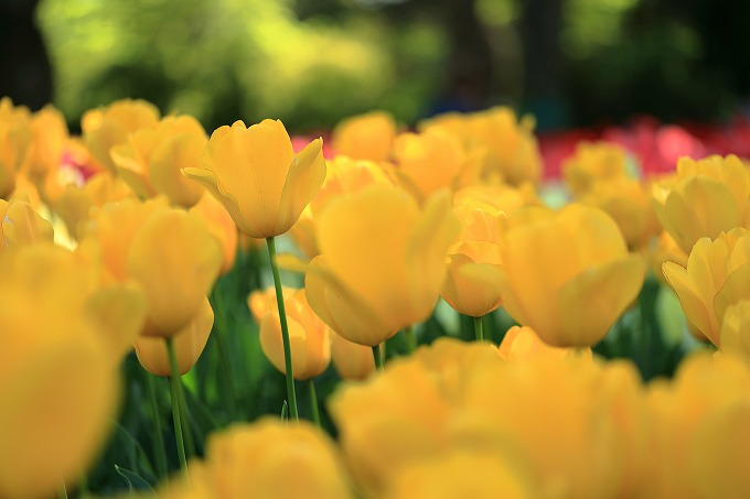 京都府立植物園