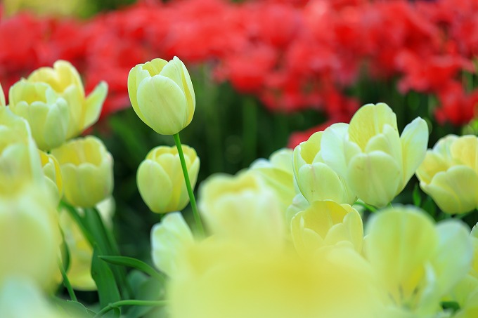 京都府立植物園