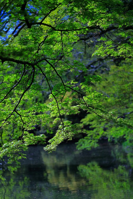京都府立植物園