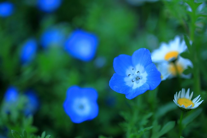 京都府立植物園
