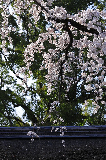 平野神社