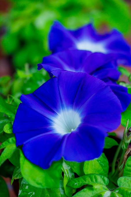 京都府立植物園