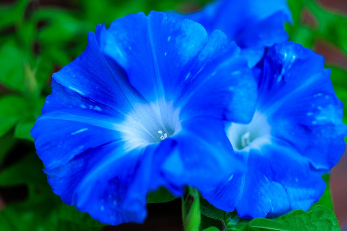 京都府立植物園