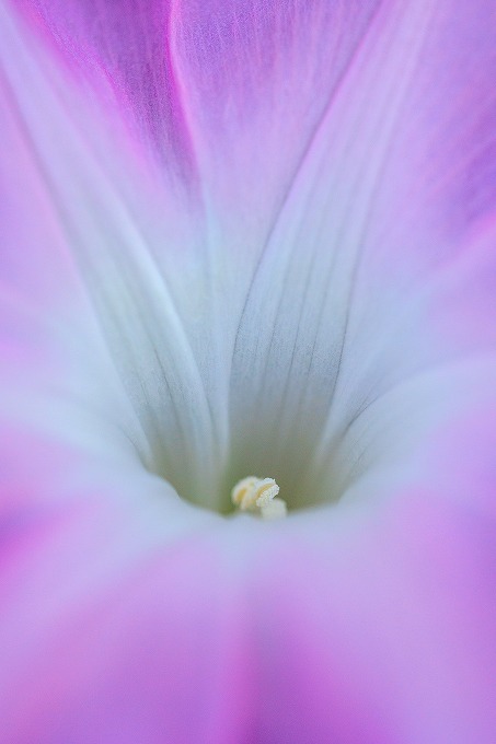 京都府立植物園