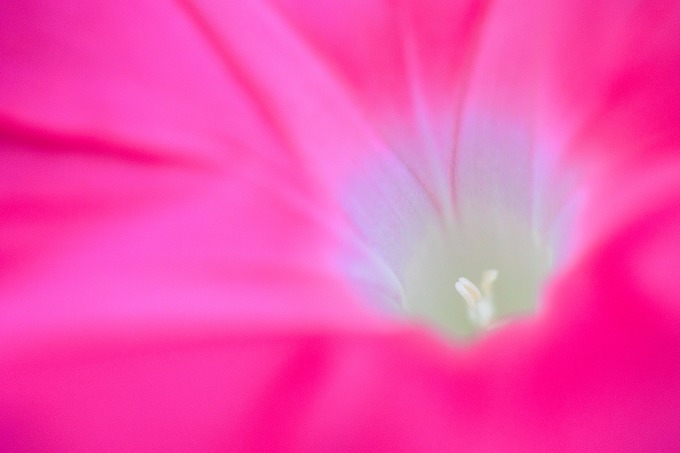 京都府立植物園