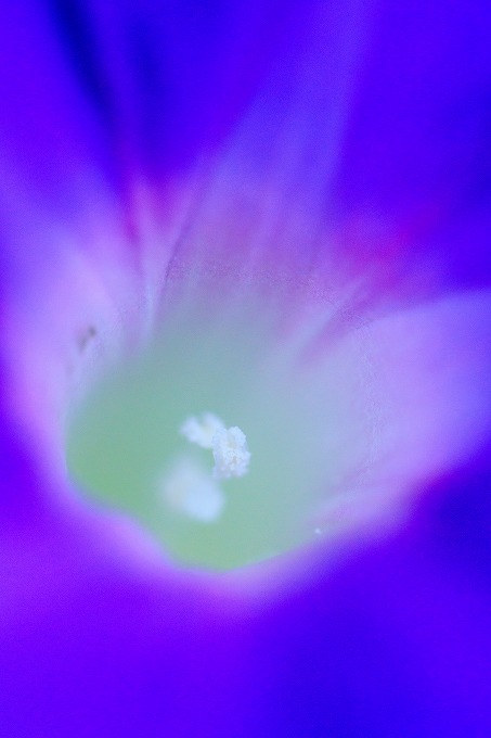 京都府立植物園
