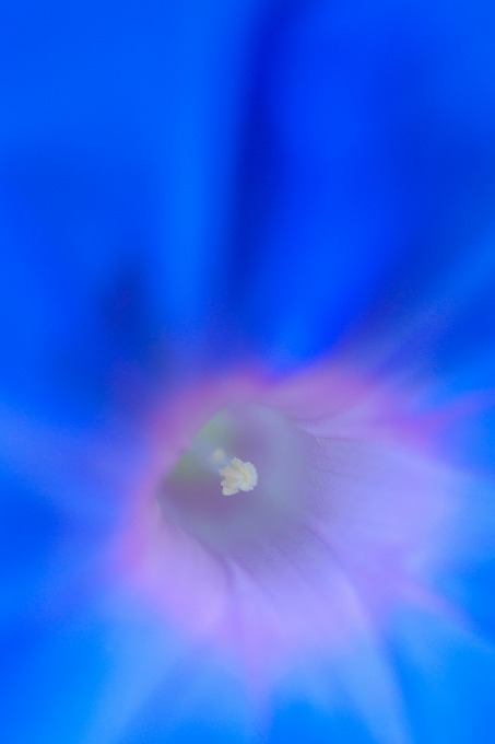 京都府立植物園