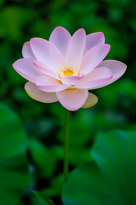 京都府立植物園