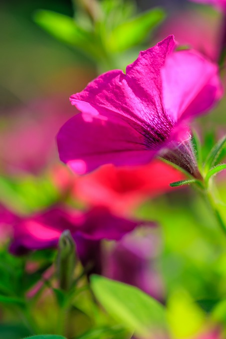 京都府立植物園