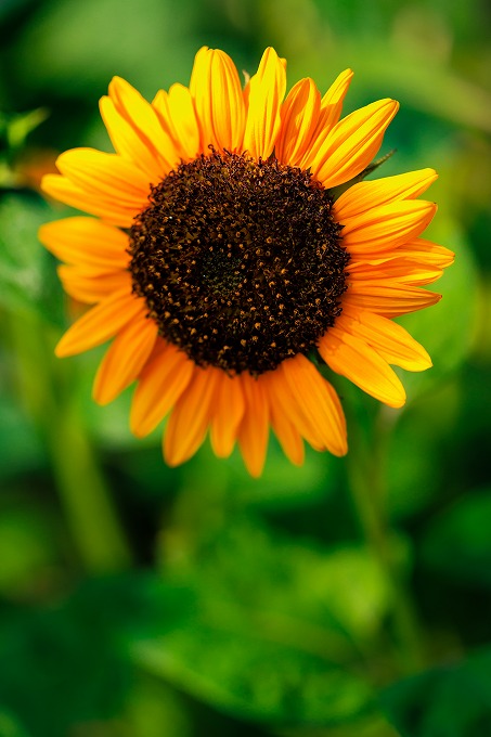 京都府立植物園