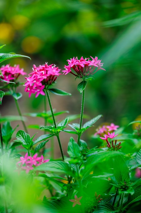 京都府立植物園