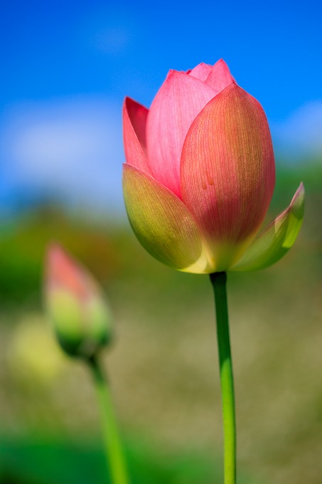 京都府立植物園