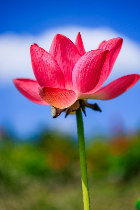 京都府立植物園