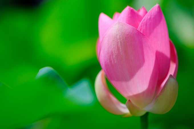 京都府立植物園