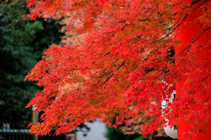 下鴨神社