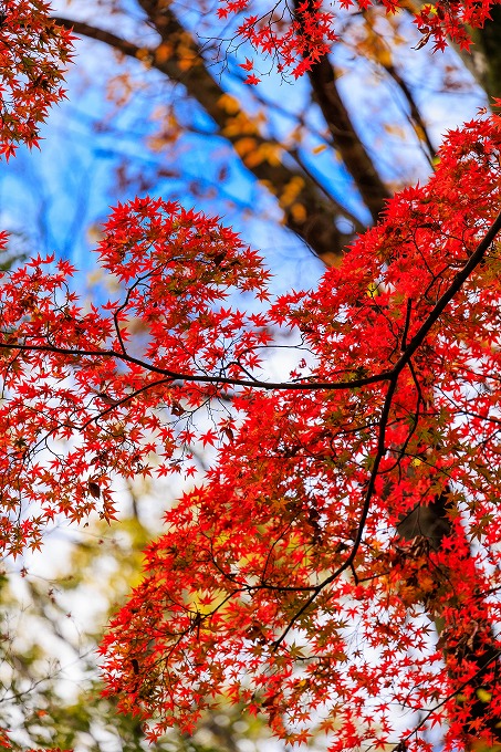 下鴨神社