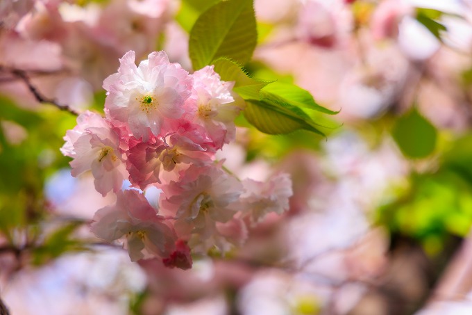 雨宝院（西陣聖天）