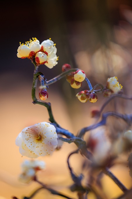 京都府立植物園