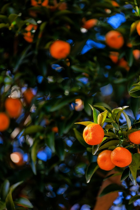 京都府立植物園