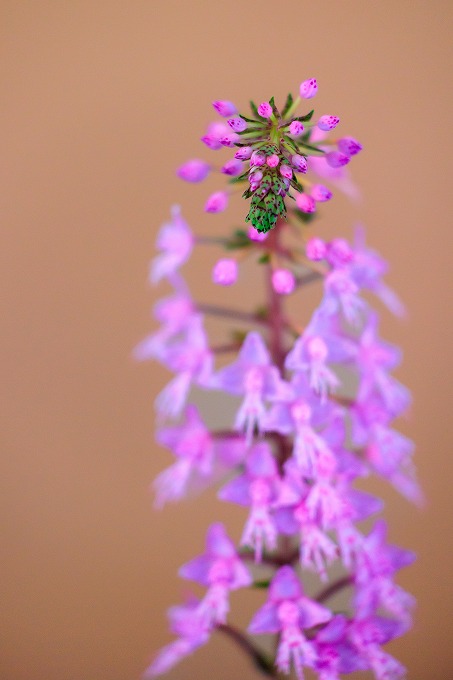京都府立植物園