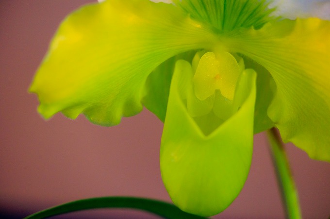 京都府立植物園